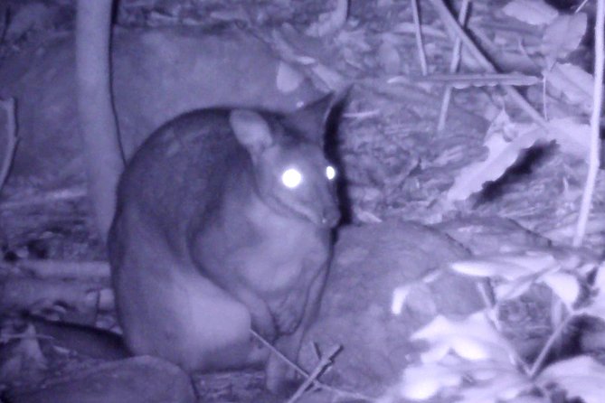 Byron Bay Night Vision Walk - Overview of the Experience