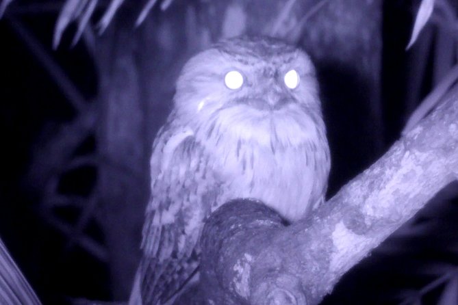 Byron Bay Night Vision Walk - Group Size and Start Time