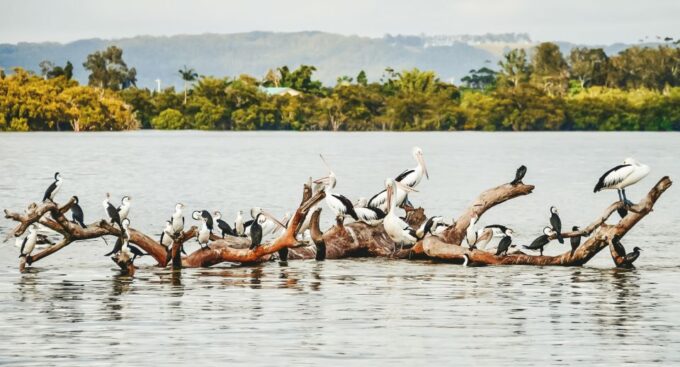 Byron Bay: Scenic Sunset River Cruise - Live Commentary by Guide