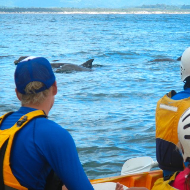 Byron Bay: Sea Kayak Tour With Dolphins and Turtles - Experience Highlights