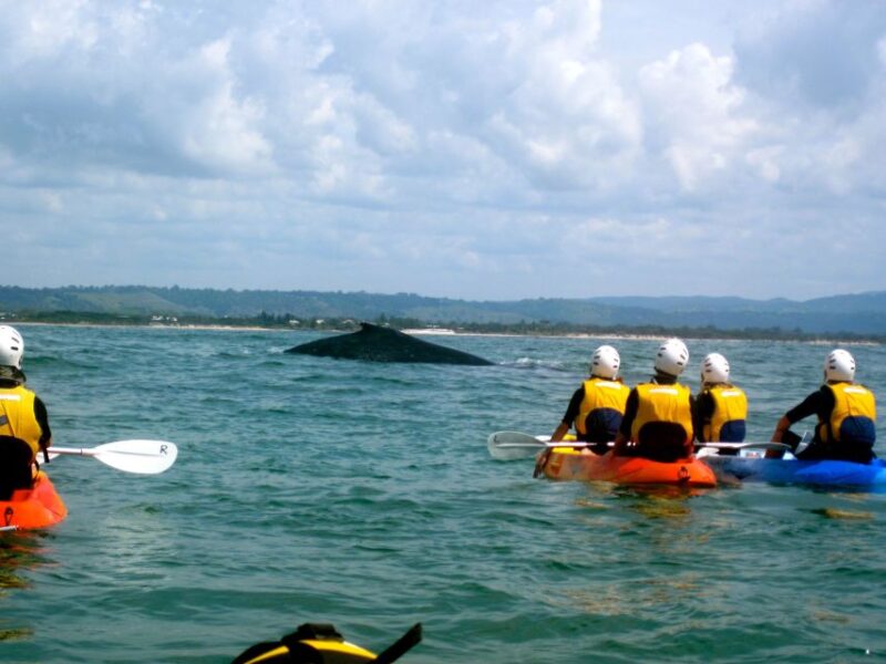 Byron Bay: Sea Kayak Tour With Dolphins and Turtles - Important Information