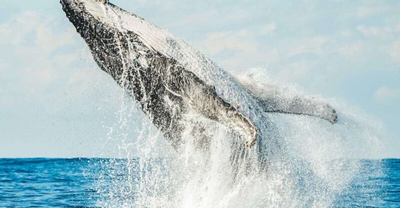 Byron Bay: Whale Watching Cruise With a Marine Biologist - Key Points