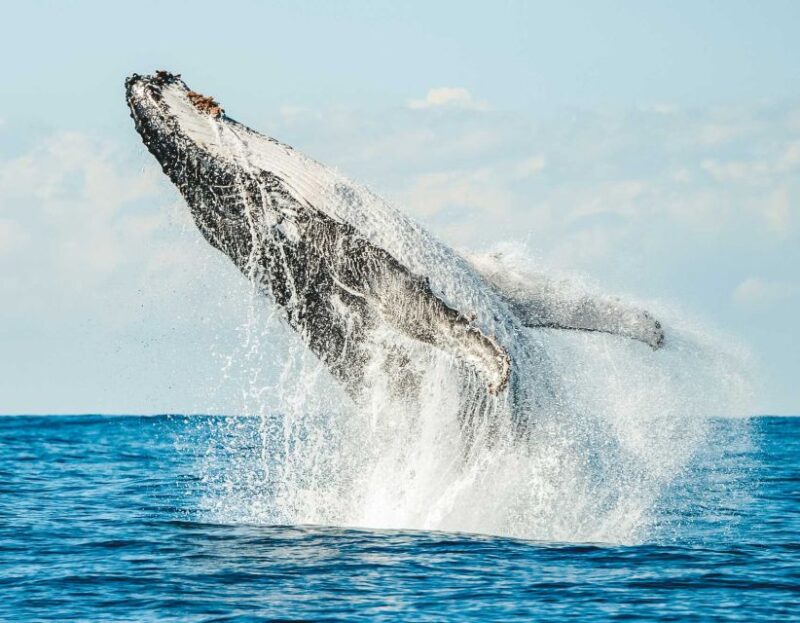 Byron Bay: Whale Watching Cruise With a Marine Biologist - Encounter Humpback Whales
