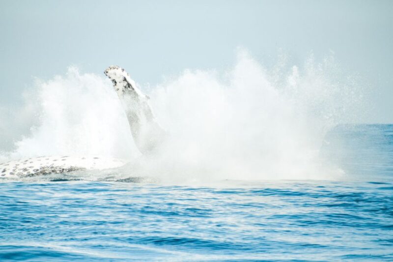 Byron Bay: Whale Watching Cruise With a Marine Biologist - Expert Marine Biologist Guide