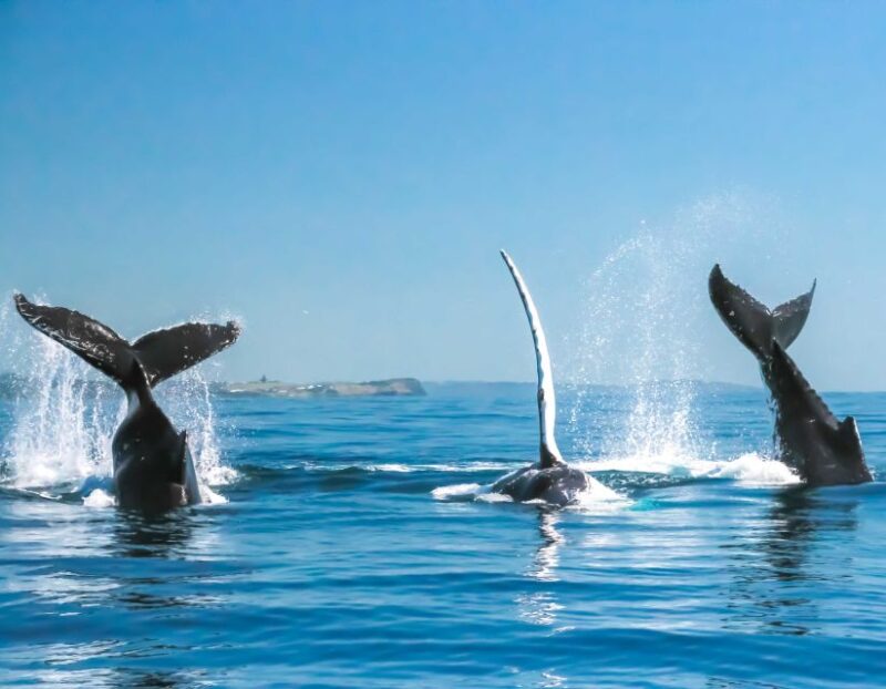 Byron Bay: Whale Watching Cruise With a Marine Biologist - Scenic Coastal Views