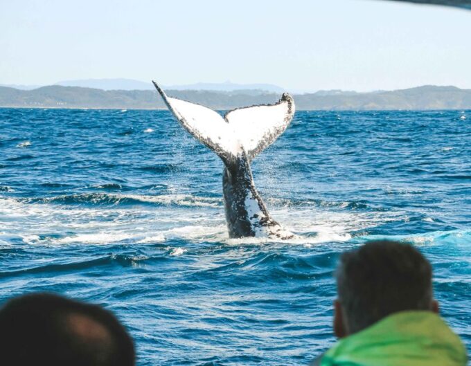 Byron Bay: Whale Watching Cruise With a Marine Biologist - Participant Requirements