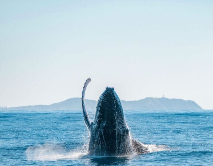 Byron Bay: Whale Watching Cruise With a Marine Biologist - Recap