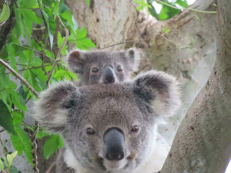 Byron Bay Wild Koala Tour - A Detailed Look at the Byron Bay Wild Koala Tour