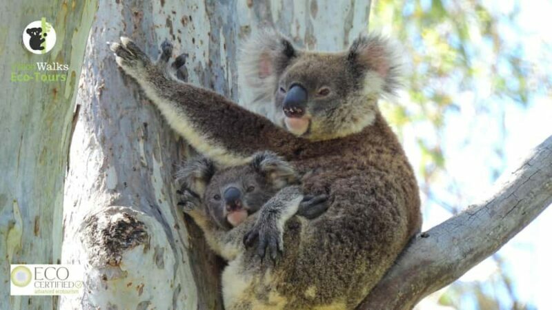 Byron Bay Wild Koala Tour - FAQ