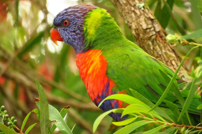 Byron Bay Wildlife Safari - Wildlife Spotting Opportunities