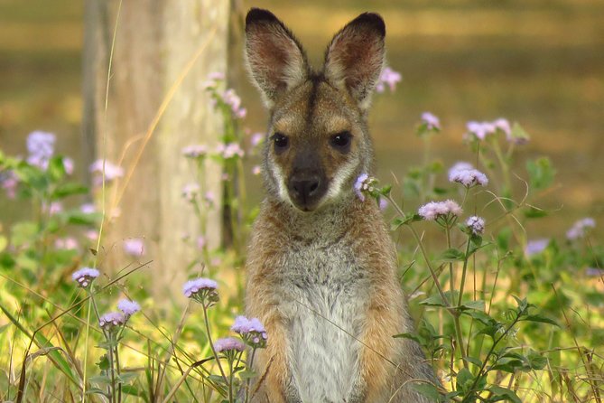 Byron Bay Wildlife Safari - Included Amenities