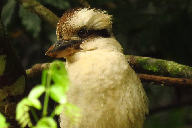Byron Bay Wildlife Safari - Booking and Pickup