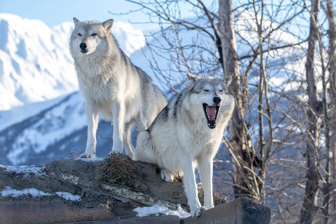 Byron Glacier Walk and Wildlife Viewing Experience - Gear and Equipment Availability