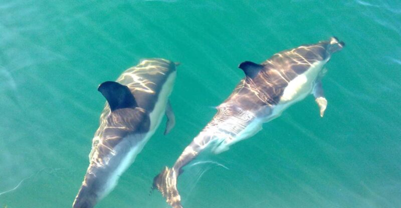 Cabanas De Tavira: Dolphin Watching Boat Tour - Key Points