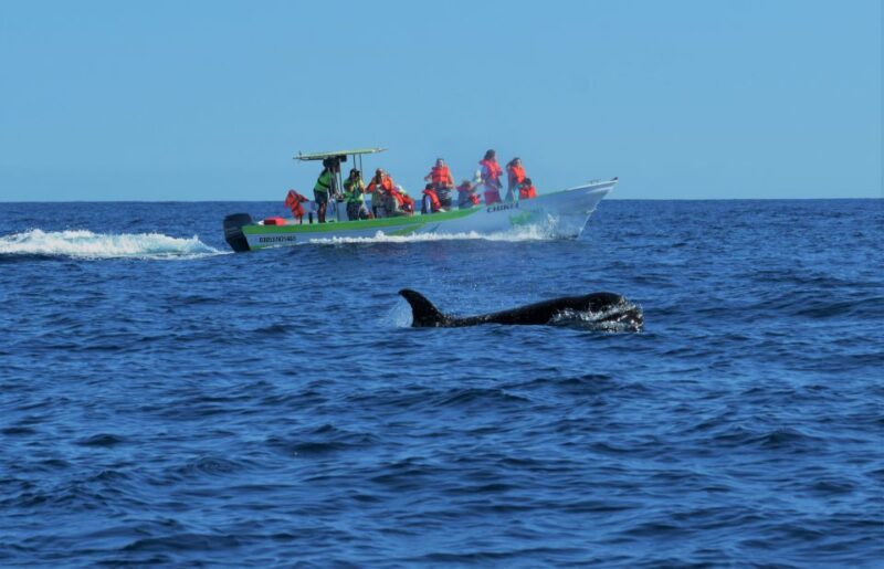 Cabo: 2-Hour Whale Watching Boat Ride With Free Pictures - Key Points