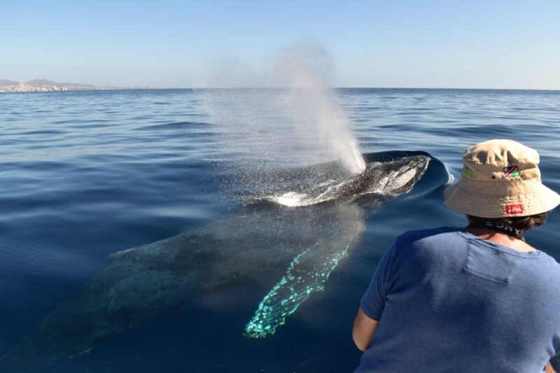 Cabo: 2-Hour Whale Watching Boat Ride With Free Pictures - Experience Highlights