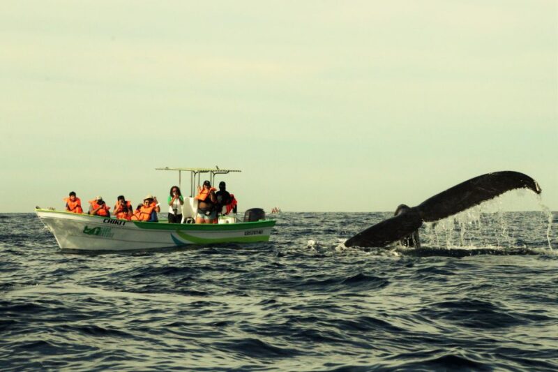Cabo: 2-Hour Whale Watching Boat Ride With Free Pictures - Inclusions and Exclusions