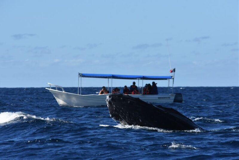 Cabo: 2-Hour Whale Watching Boat Ride With Free Pictures - Customer Reviews and Ratings