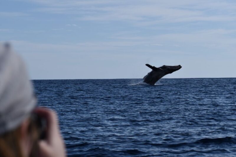 Cabo: 2-Hour Whale Watching Boat Ride With Free Pictures - What to Bring