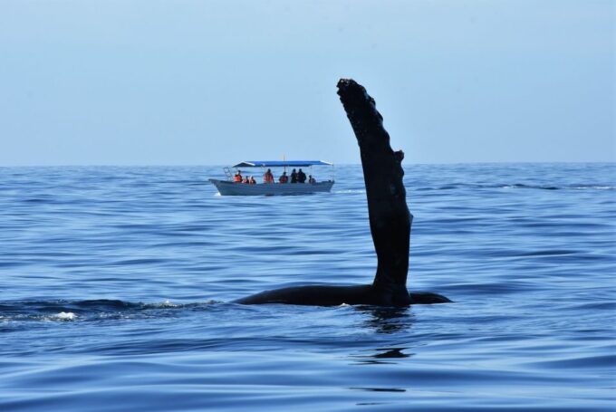 Cabo: 2-Hour Whale Watching Boat Ride With Free Pictures - Whale-Watching Warranty