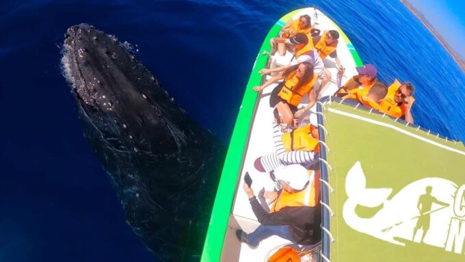 Cabo: 2-Hour Whale Watching Boat Ride With Free Pictures - Pickup and Drop-off