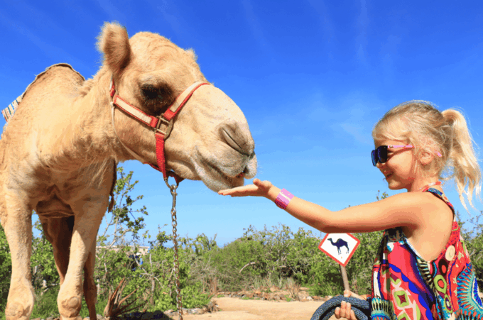 Cabo Adventure Combo: Camel Ride, ATV, and Mexican Lunch - Camel Ride Experience