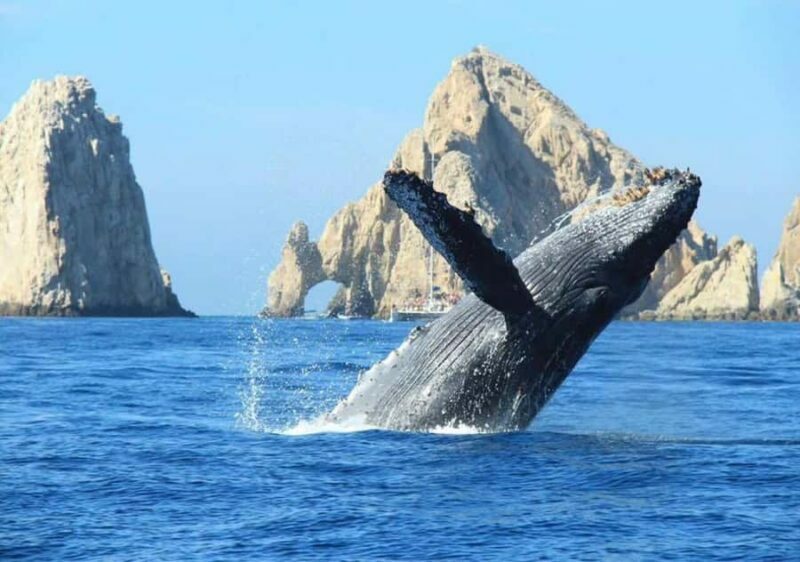 Cabo: Arch, Whales, Snorkel Tour - Food & Drinks 1-20 people - FAQs
