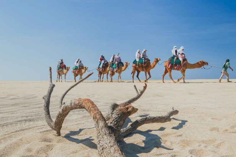Cabo: ATV and Camel Combo Adventure Tour - Key Points
