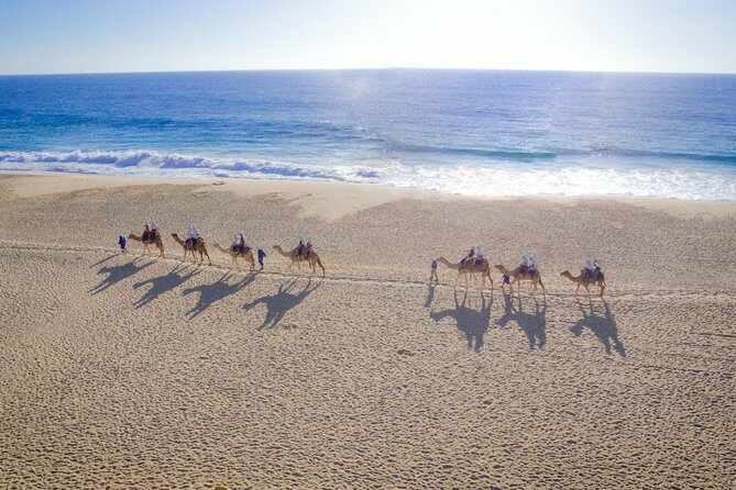 Cabo Beach Camel Ride, Mexican Buffet and Tequila Tasting - A Comprehensive Look at the Cabo Beach Camel Ride, Mexican Buffet, and Tequila Tasting Tour