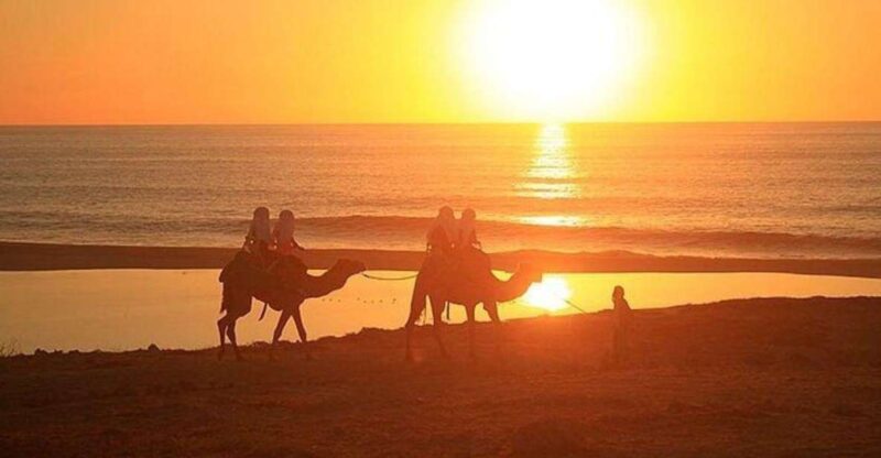 Cabo: Camel Ride On The Beach - Camel Ride Experience