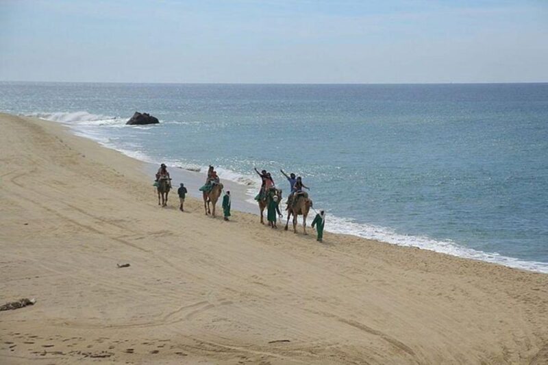 Cabo: Camel Ride On The Beach - Culinary Delight