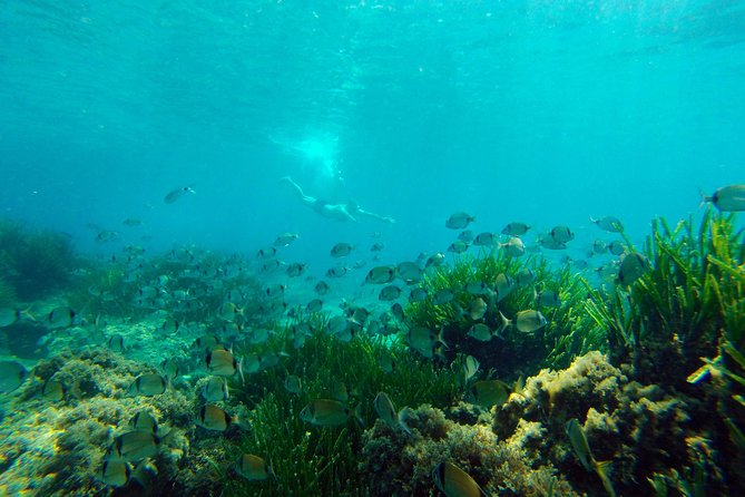 Cabo De Gata Active. Guided Kayak and Snorkel Tour Through the Coves of the Natural Park - Learning About the Regions Biology