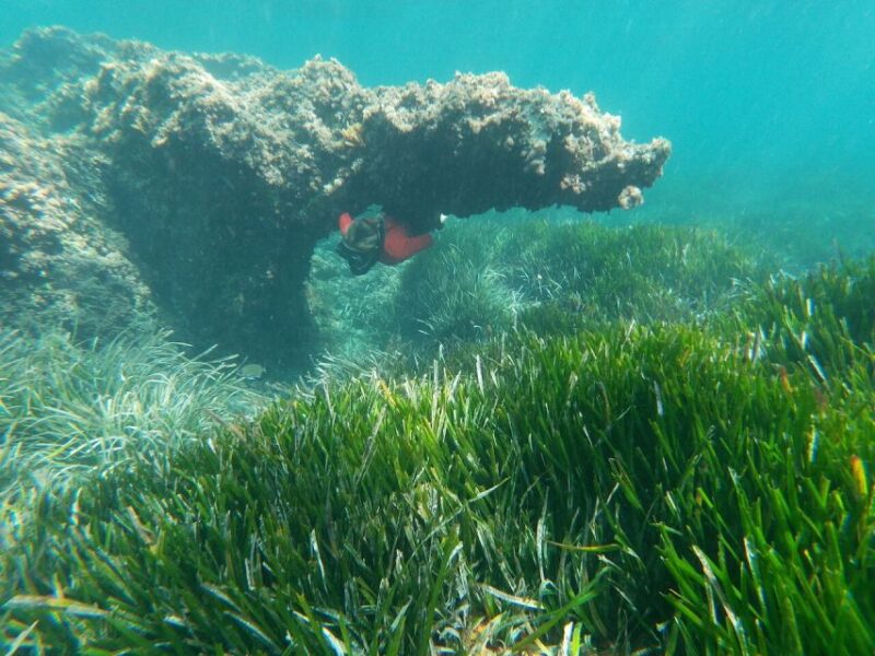 Cabo De Gata Natural Park: Guided Snorkeling Tour - Customer Feedback