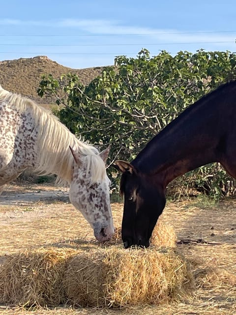 Cabo De Gata Natural Park: Horse Riding in Rodalquilar - Participant Restrictions