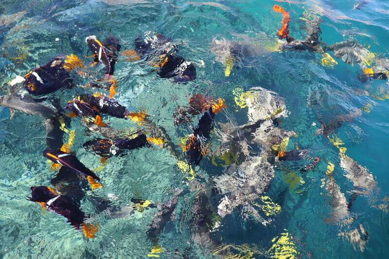 Cabo Encounter with Optional Clear Boat and Lunch - Considerations