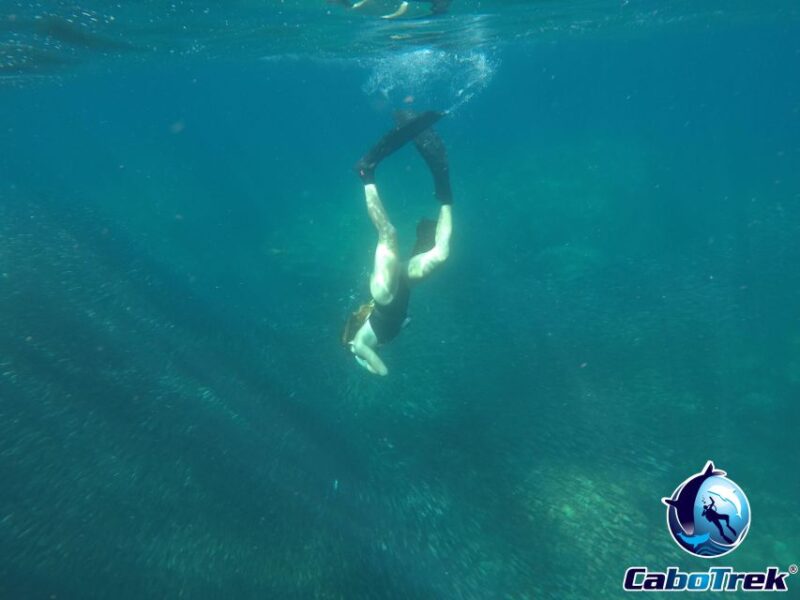 Cabo Ocean SAFARI - Key Points