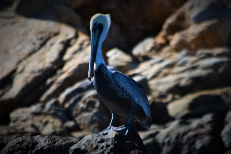 Cabo: Private Sunset Electric Boat Cruise - Departure and Pickup