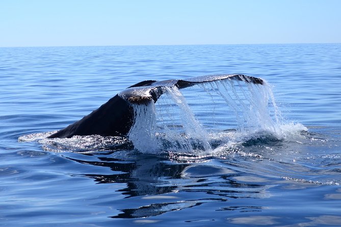 Cabo Private Whale Watching Tour - Incl FREE Photos & Whale Sightings Guarantee - Inclusions