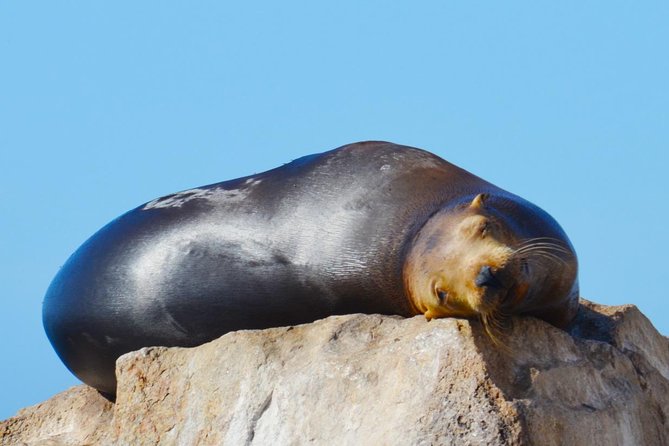 Cabo Private Whale Watching Tour - Incl FREE Photos & Whale Sightings Guarantee - Meeting and Pickup