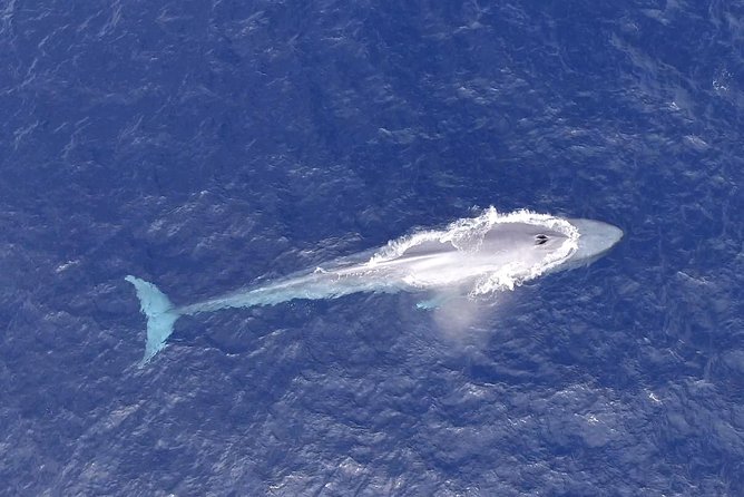 Cabo Private Whale Watching Tour - Incl FREE Photos & Whale Sightings Guarantee - Customer Reviews