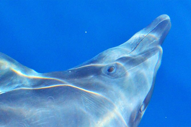 Cabo Private Whale Watching Tour - Incl FREE Photos & Whale Sightings Guarantee - Booking and Pricing