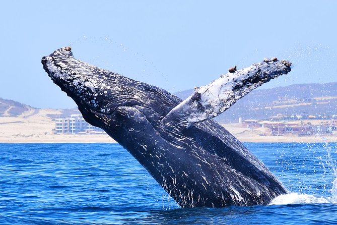 Cabo Private Whale Watching Tour - Incl FREE Photos & Whale Sightings Guarantee - Whale Watching Season