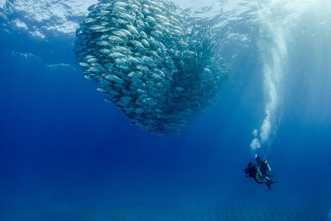 Cabo Pulmo 2 Tank Certified Dive with Lunch - Key Points