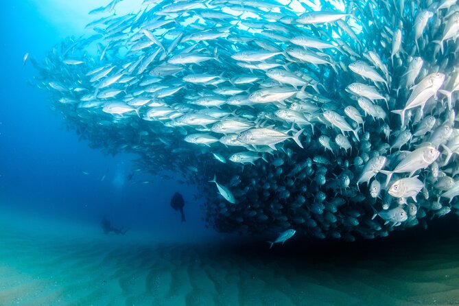 Cabo Pulmo 2 Tank Certified Dive With Lunch - Diving Experience