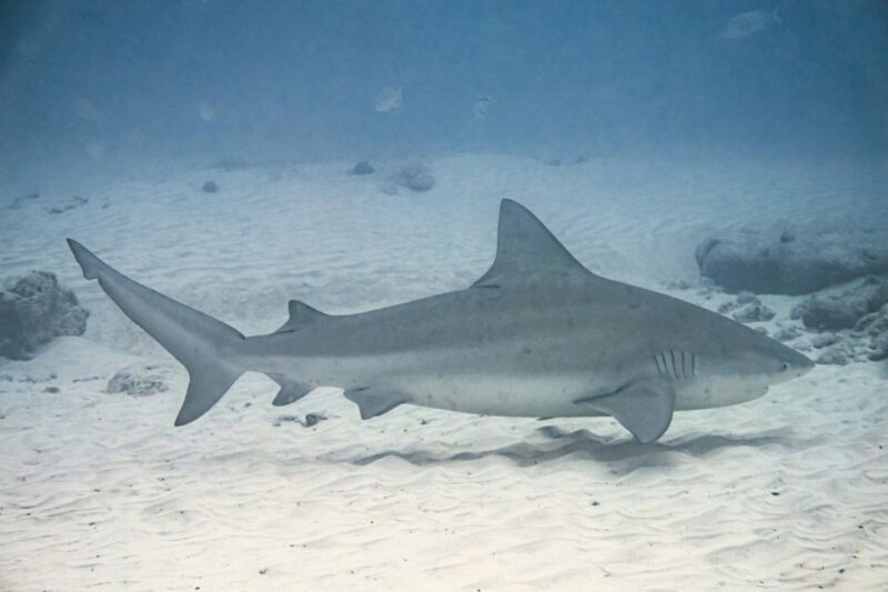 Cabo Pulmo: Cabo Pulmo National Park Diving Adventure - Key Points