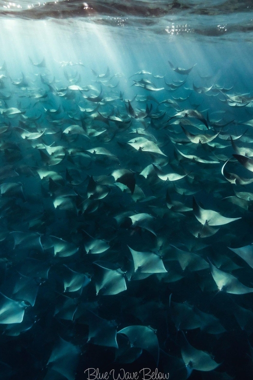 Cabo Pulmo: Cabo Pulmo National Park Diving Adventure - Marine Life Diversity in Cabo Pulmo
