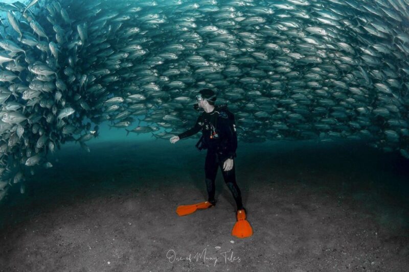Cabo Pulmo: Cabo Pulmo National Park Diving Adventure - The Diving Experience and Guides