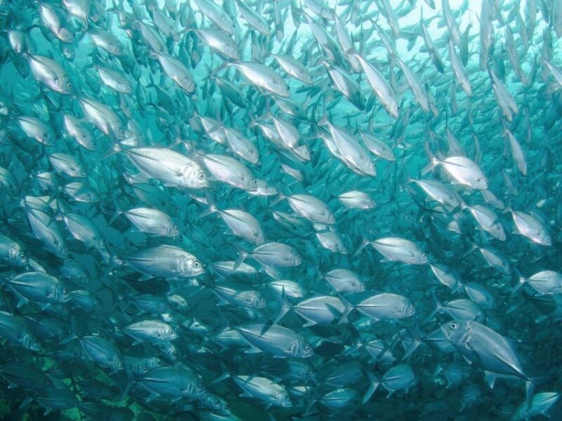 Cabo Pulmo: Cabo Pulmo National Park Diving Adventure - Included Services in the Package