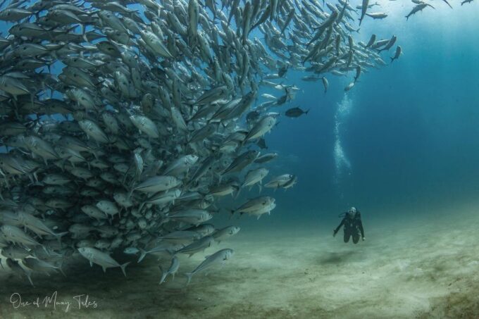 Cabo Pulmo: Cabo Pulmo National Park Diving Adventure - Meeting Point and Transportation
