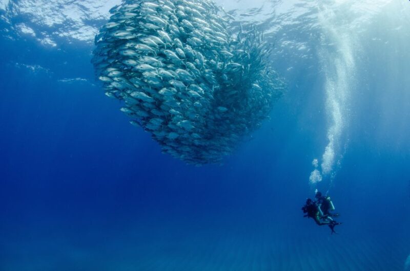 Cabo Pulmo Marine Park: Scuba Diving Excursion - Key Points